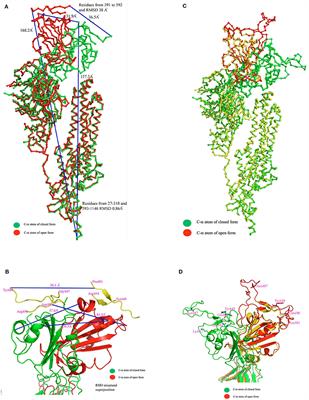 Conformational Changes of the Receptor Binding Domain of SARS-CoV-2 Spike Protein and Prediction of a B-Cell Antigenic Epitope Using Structural Data
